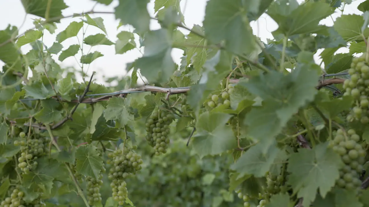 Vineyard green grape clusters slow motion