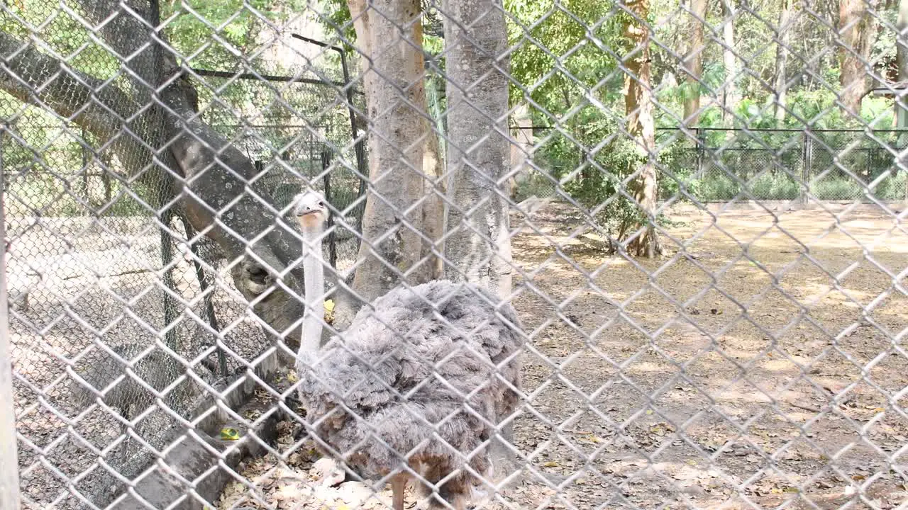 Emu bird inside the zoological park