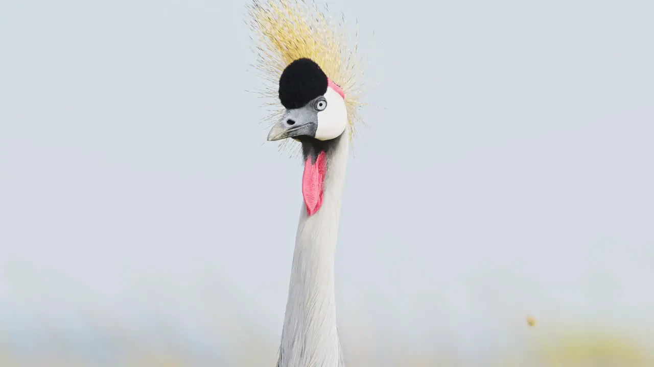 Slow Motion Shot of Close up shot of a Grey Crowned Crane curious look facing the camera funny African Wildlife in Maasai Mara National Reserve Kenya Africa Safari Animals