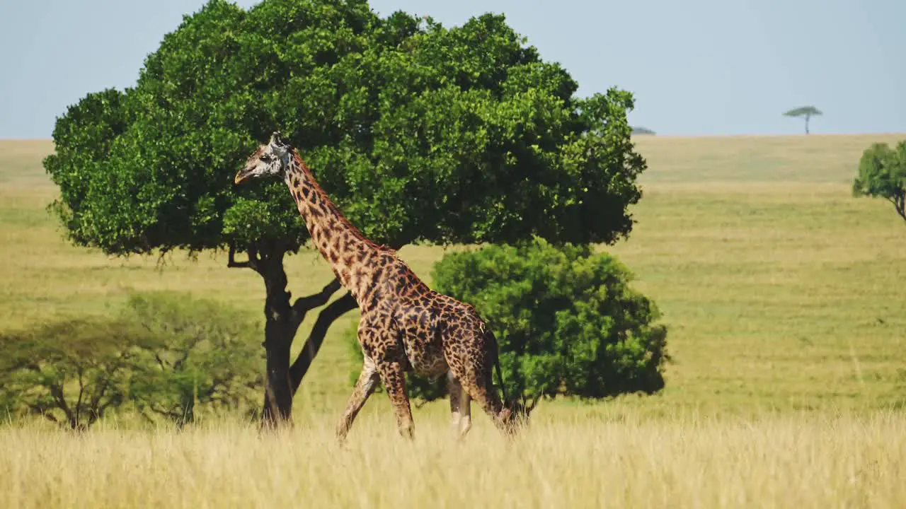 Giraffe walking in luscious Maasai mara wilderness surrounded by trees African Wildlife in National Reserve Kenya Africa Safari Animals in Masai Mara North Conservancy