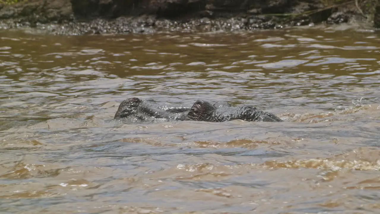 Slow Motion Shot of Hippo Hippopotamus swimming in the Mara river water waves emerging with head above the surface African Wildlife in Maasai Mara National Reserve Kenya North Conservancy