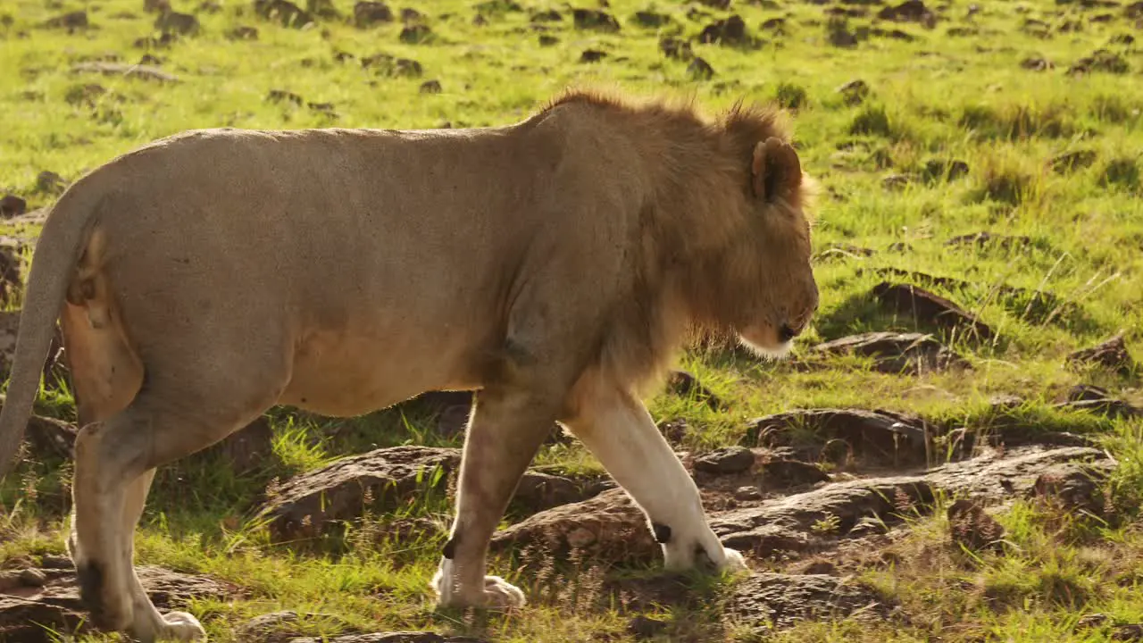 Slow Motion of Male Lion Walking and Prowling Africa Animals on African Wildlife Safari in Masai Mara in Kenya at Maasai Mara Steadicam Tracking Gimbal Following Shot Close Up