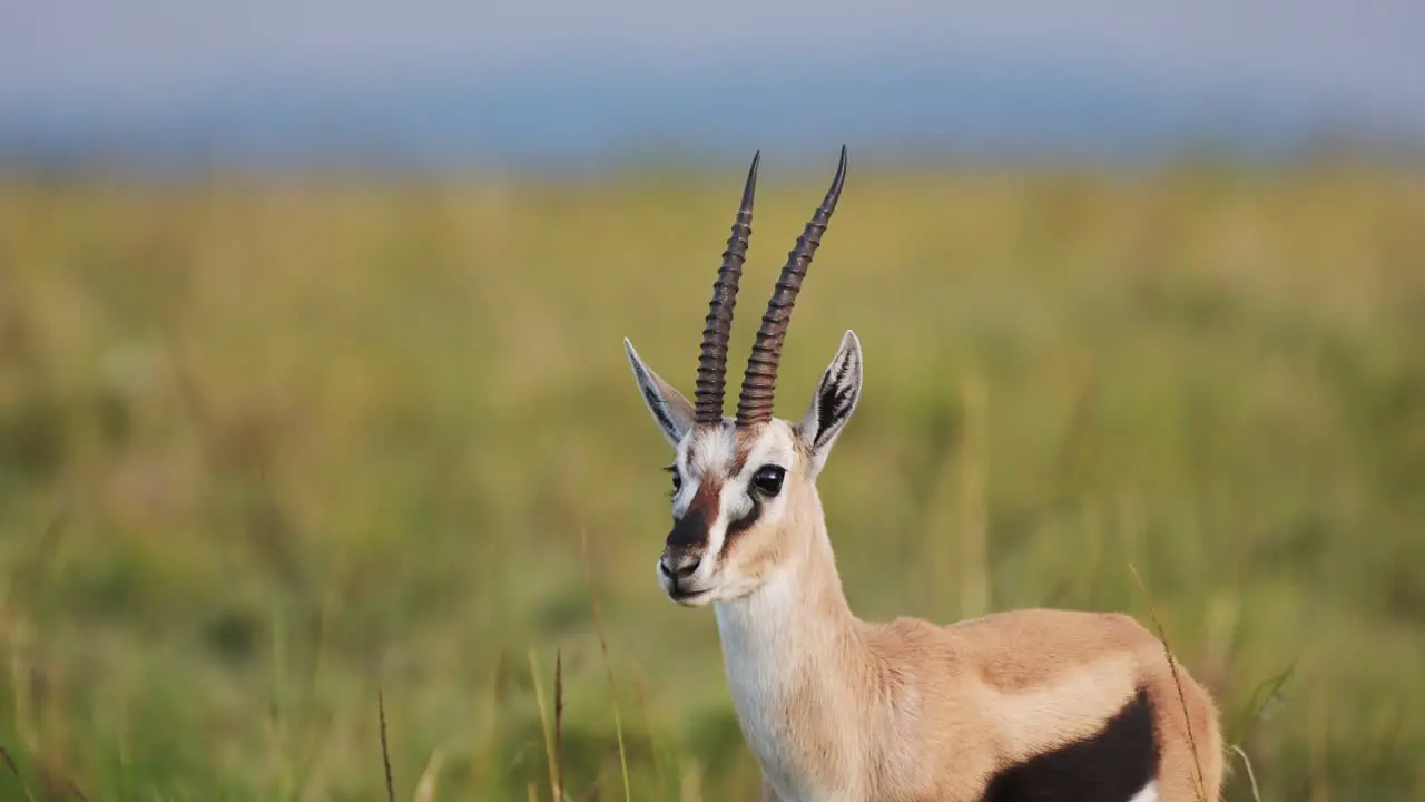 Slow Motion Shot of Gazelle standing still not moving within tranquil greenery and yellow grass African Wildlife in Maasai Mara National Reserve Kenya Africa Safari Animals in Masai Mara