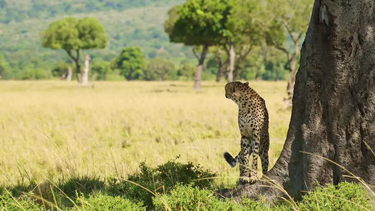 Cheetah in Kenya Africa Wildlife Safari Animal in African Maasai Mara in Beautiful Savannah Long Grass Landscape Scenery Low Angle Shot in Masai Mara in Savanna Grasses and Plains