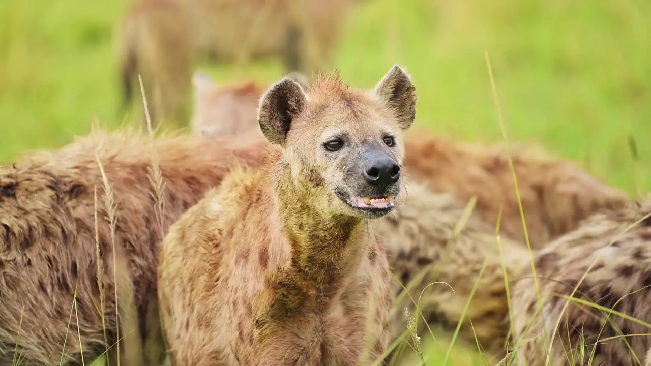 Close up of a group of Hyenas feeding on a recent kill among the tall grass of the Masai Mara North Conservancy African Wildlife in Maasai Mara National Reserve Kenya