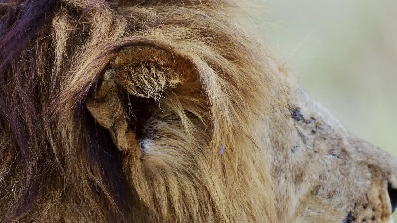 Slow Motion of African Wildlife Male lion ear close up of animal detail listening Safari in Maasai Mara National Reserve in Kenya Africa Masai Mara National Park