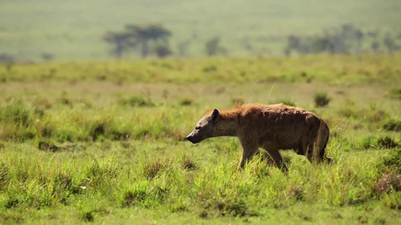 Slow Motion Shot of Hyena prowling slowly through grassland savanna savannah large green landscape African Wildlife in Maasai Mara National Reserve Kenya Africa Safari Animals