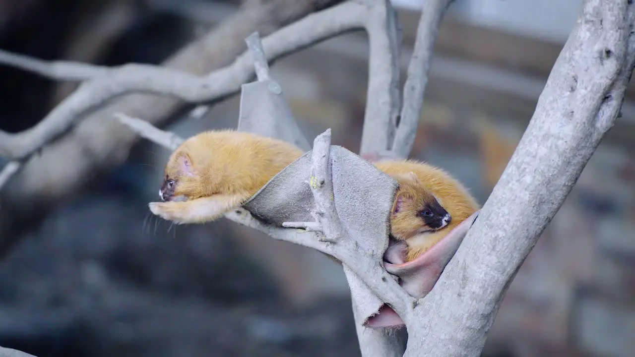 Ferret mother sitting in a tree with its baby in the soft daylight