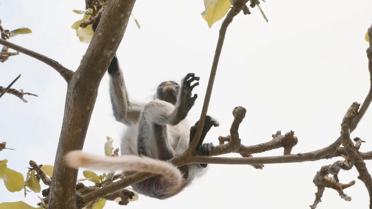 Zanzibar Red Colobus Piliocolobus kirkii monkey endemic to Unguja main island of Zanzibar Archipelago off the coast of Tanzania also known as Kirks red colobus climbing hanging and calling