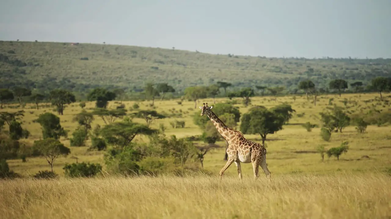 Slow Motion Shot of African Wildlife giraffe in Maasai Mara National Reserve walking across the lush wide open plains in Kenya Africa Safari trip in Masai Mara North Conservancy