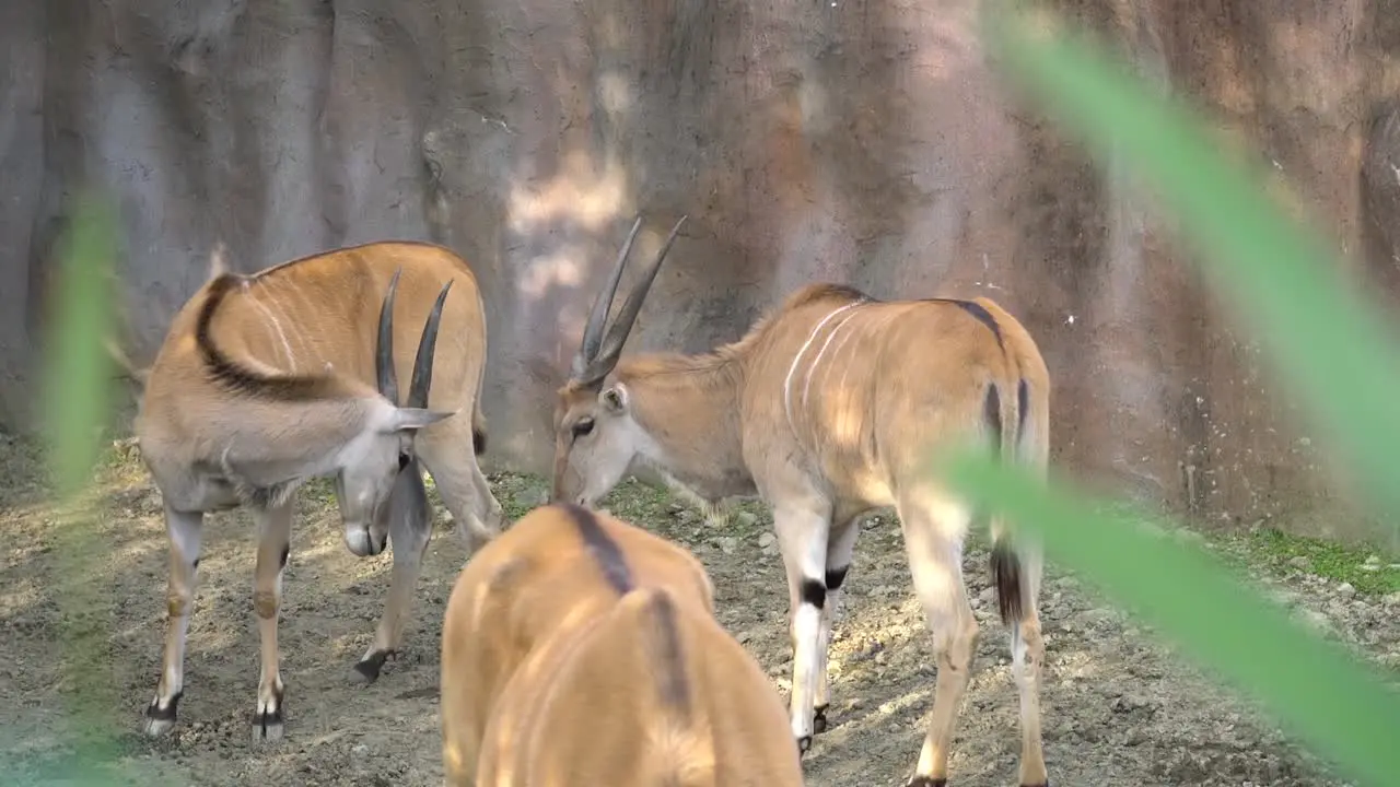 Common Eland Southern Eland at the Zoo