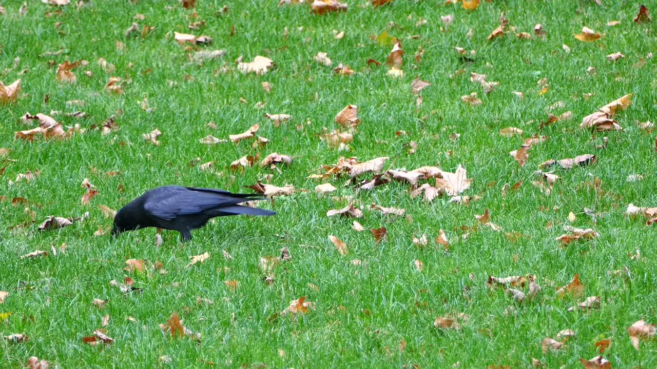 Black crow collecting seeds to eat them in a park full of green grass high angle shot bird sighting concept