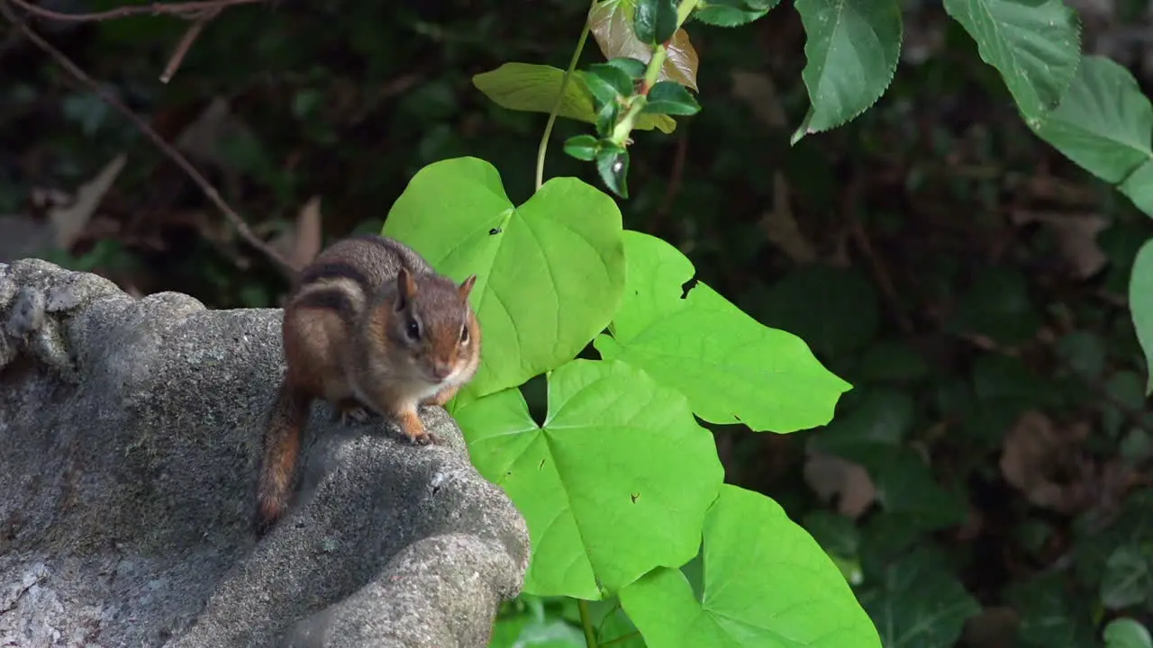 Cute Chipmunk Yawning Perched on Outside Birdbath with Blurred Greenery Background