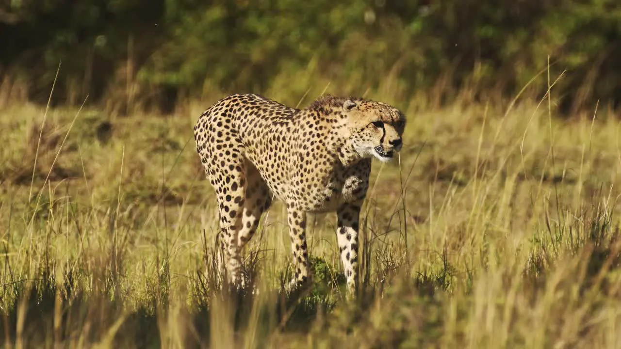 Slow Motion of African Safari Wildlife Animal of Cheetah Walking Close Up in Savanna Grass in Maasai Mara Kenya in Africa in Maasai Mara Prowling Savannah Grasses in Grassland Plains Scenery