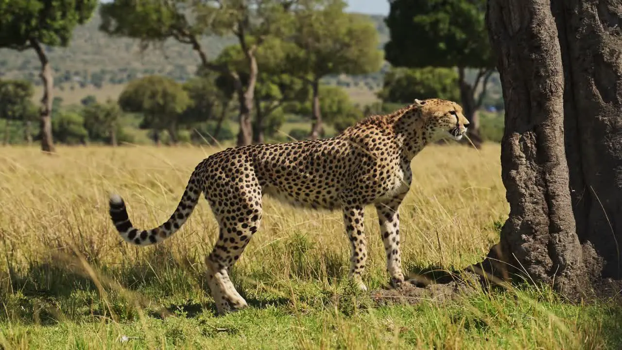 Slow Motion of Africa Wildlife Safari Animal a Beautiful Cheetah Walking the Savanna in maasai Mara National Reserve in Kenya Africa Close Up Low Angle Shot Looking Around for Prey While Hunting