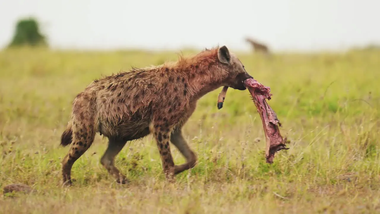 Slow Motion Shot of Close up African Wildlife in Maasai Mara National Reserve Hyena with part of a kill scavenging for remains walking with food in its mouth