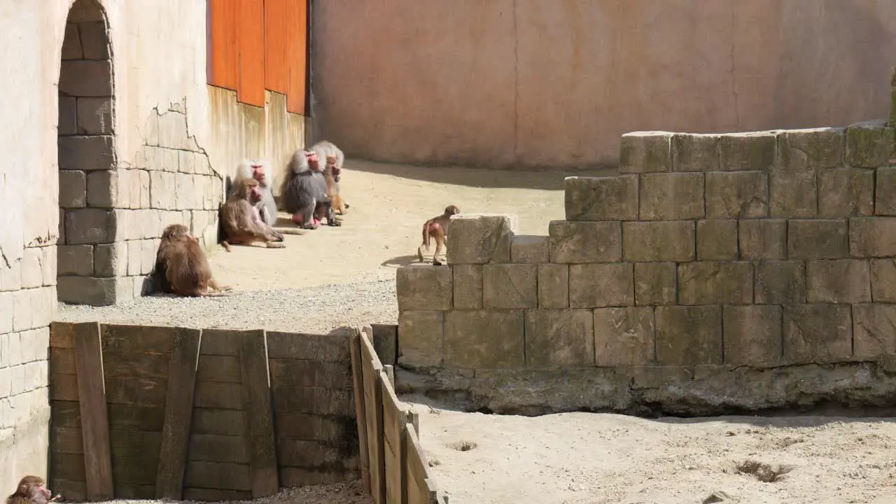 Family Of Baboon Monkeys Outside A Building On A Sunny Day