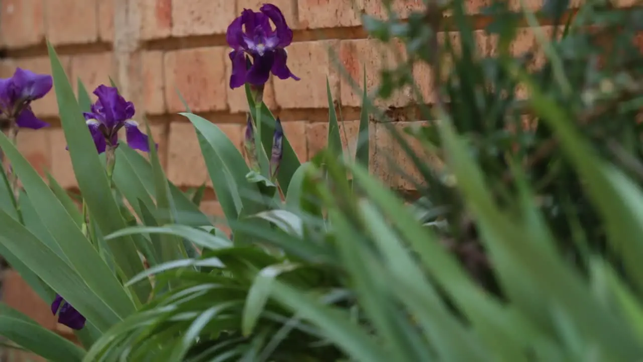 Wind blowing purple flower in focus