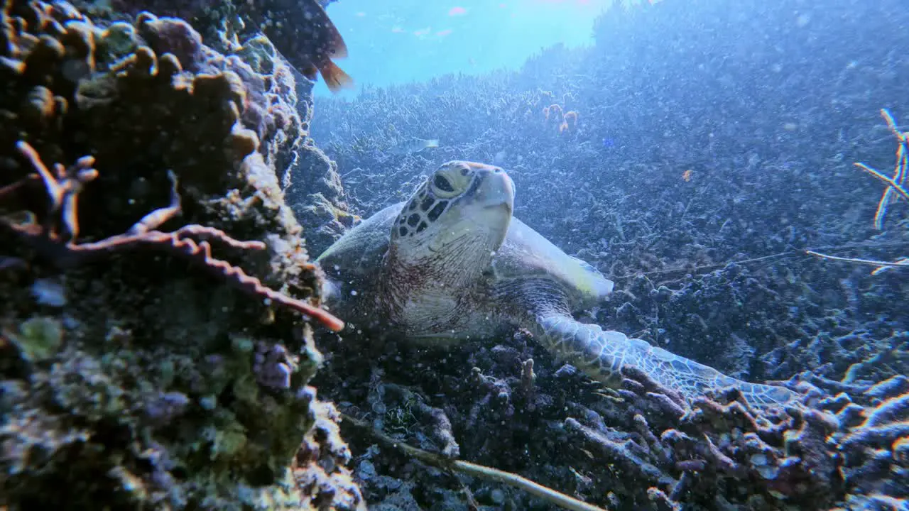 A Sea Turtle Sleeping On Reef Under The Tropical Blue Sea underwater front view