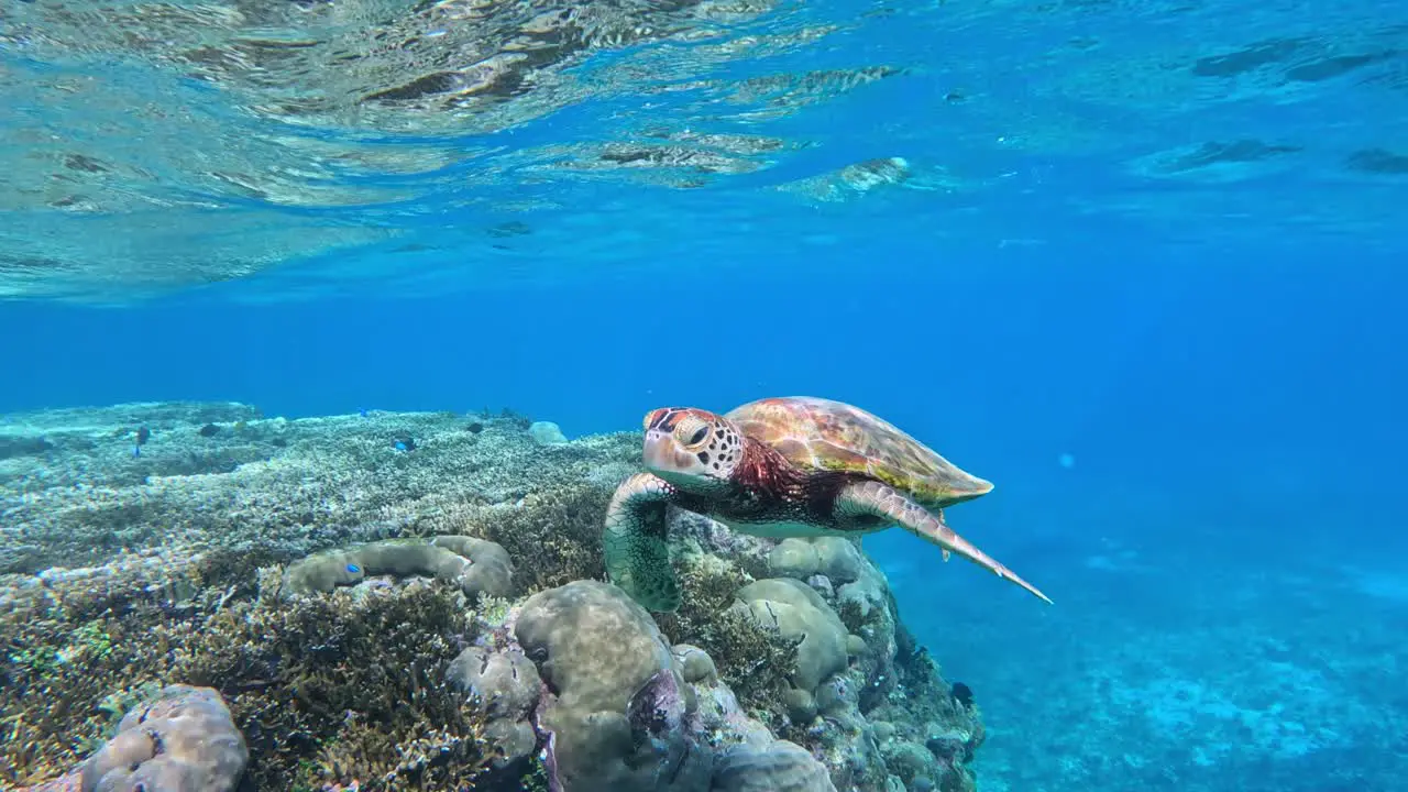 Closeup Of Green Sea Turtle Swimming Under The Crystal Clear Blue Sea