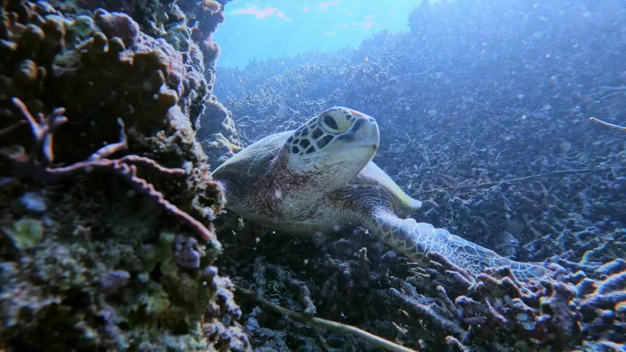 A Green Sea Turtle Sleeping On Reef Under The Tropical Blue Sea Chelonia mydas underwater front view