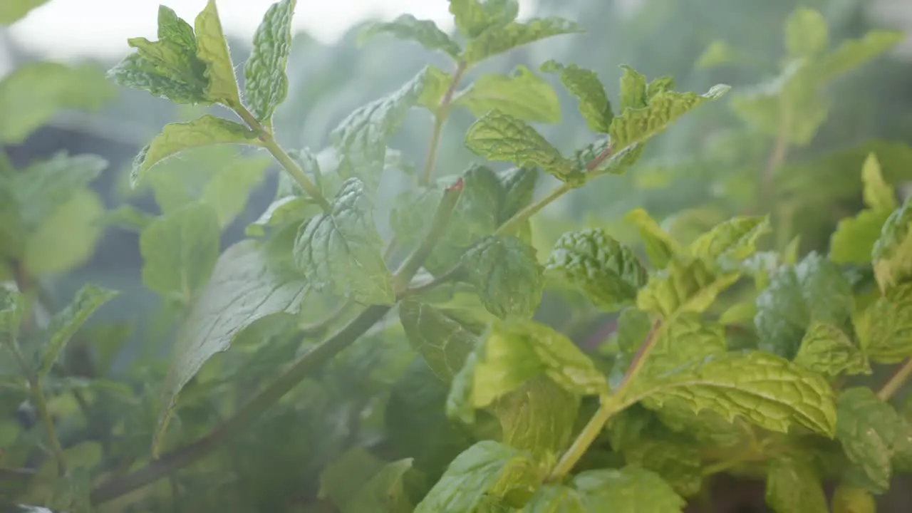 Smoke Blowing On Green Spearmint Plant In The Garden