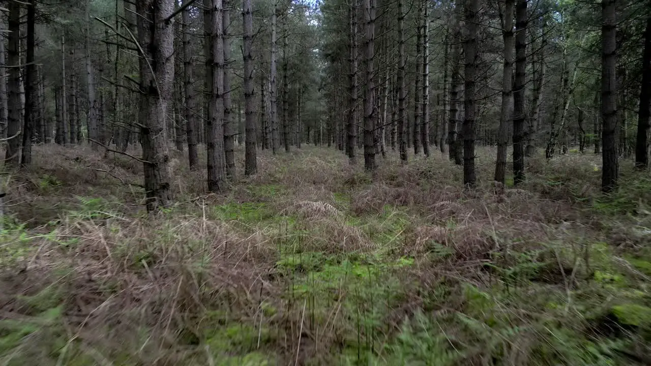 Low reverse between Rendlesham forest woodland trees where the report of alien UFO landing lights occurred