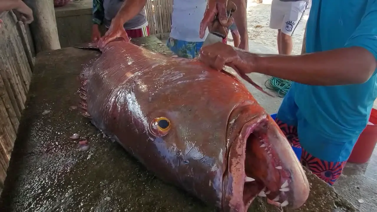 Fisherman cuts and cleans freshly caught cubera snapper at the fish market Caribbean culture