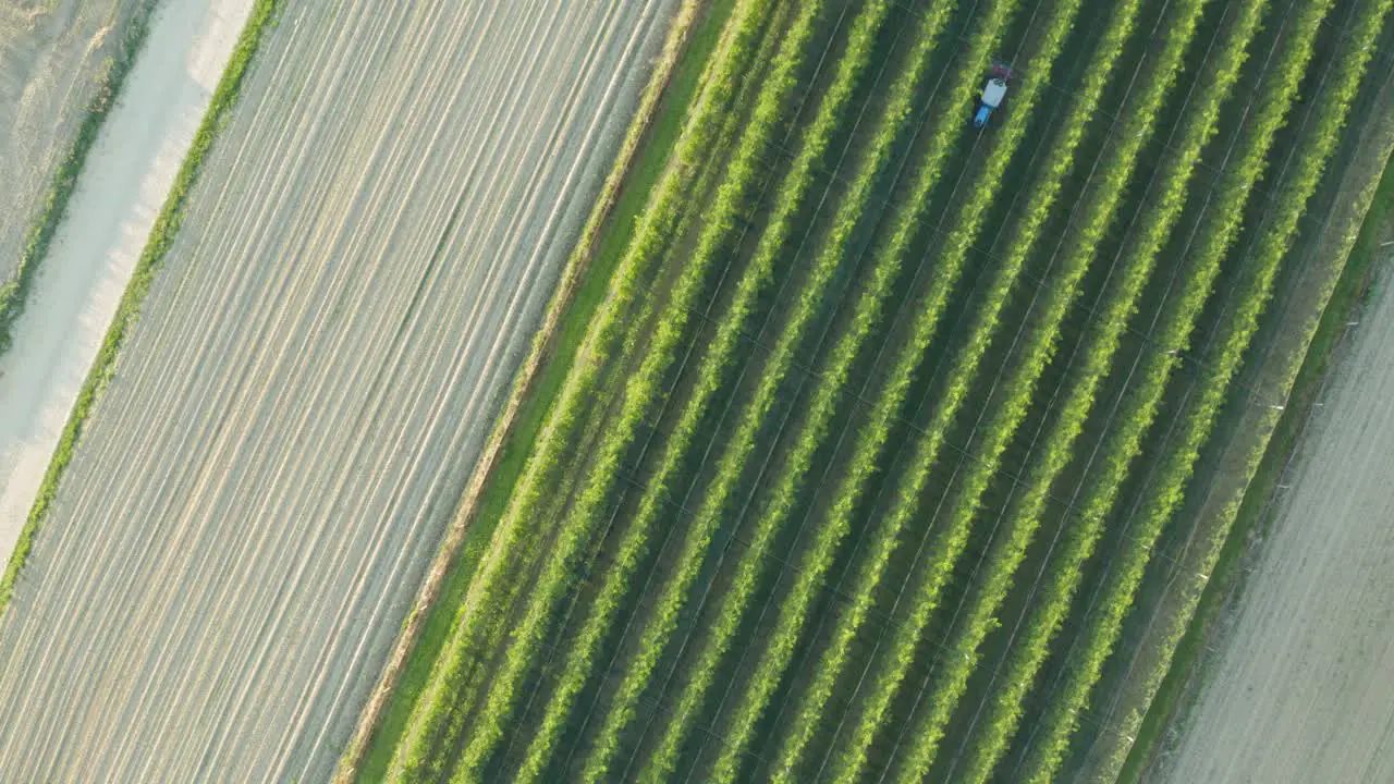 Aerial tracking shot slowly descending and rotating towards farmer driving tractor and cutting grass in apple orchard at sunset