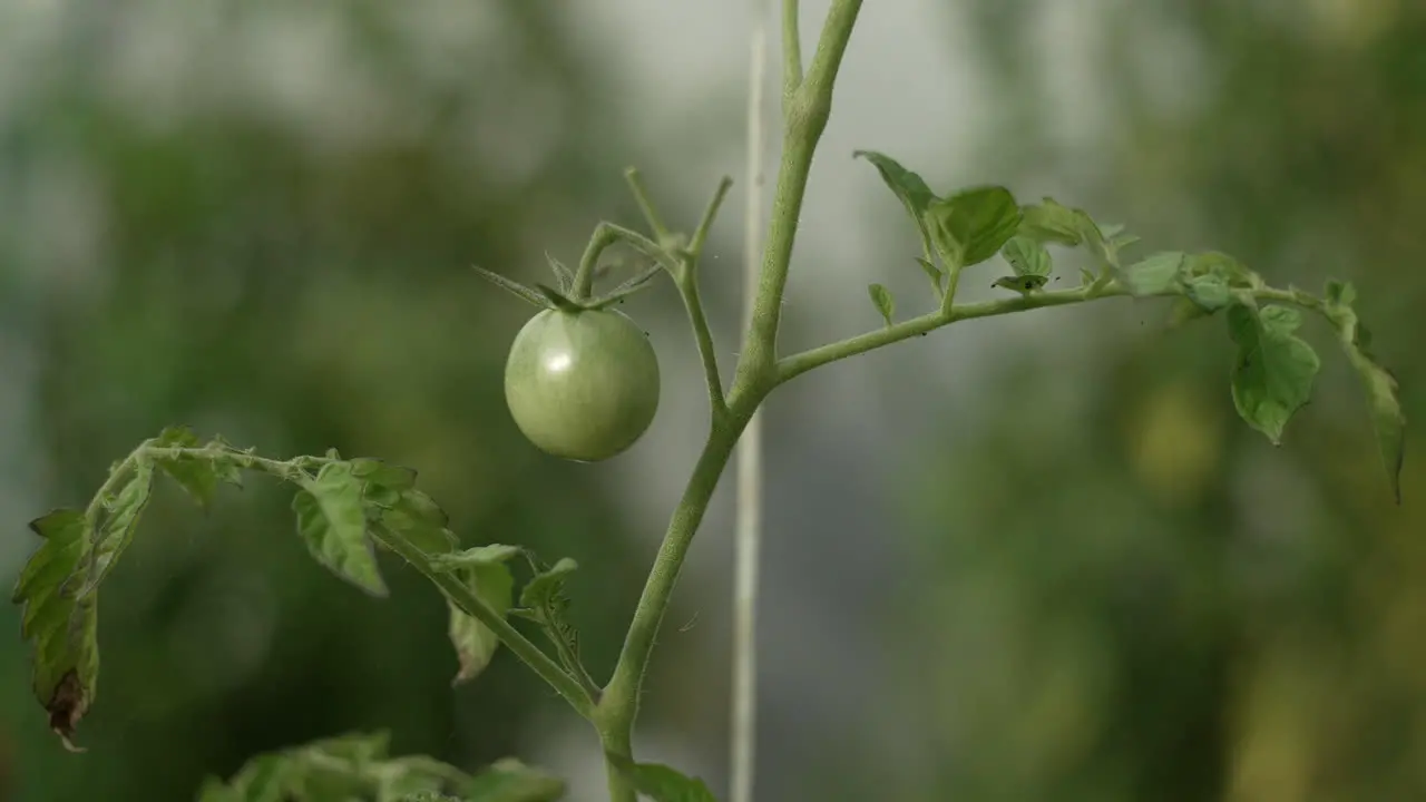 Unripe green tomatoes on the branch in greenhouse close-up