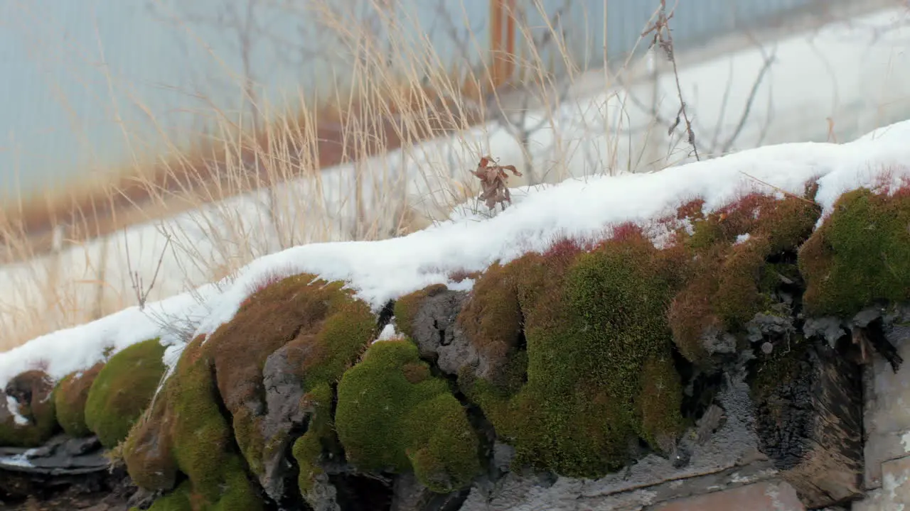 Snow-covered old mossy roof in disrepair