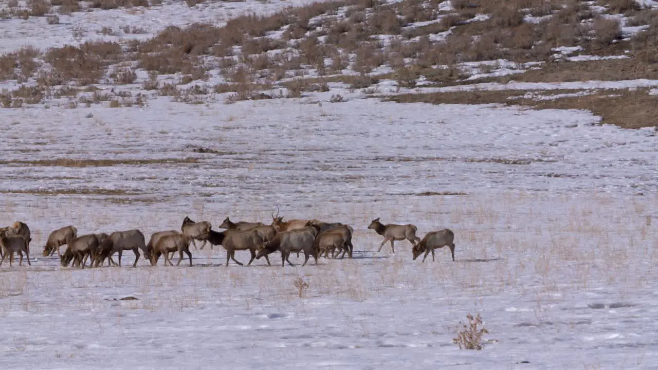 Idaho herd of elk grazing on a cold snowy field in the winter