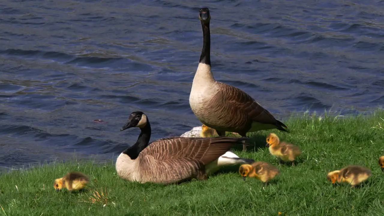 Two adult geese walk amongst multiple goslings