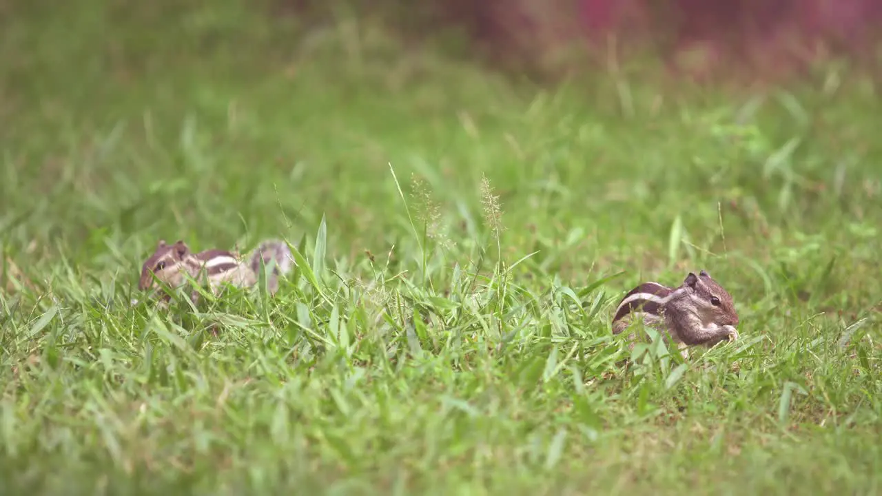 Squirrel sitting on grass eating grass