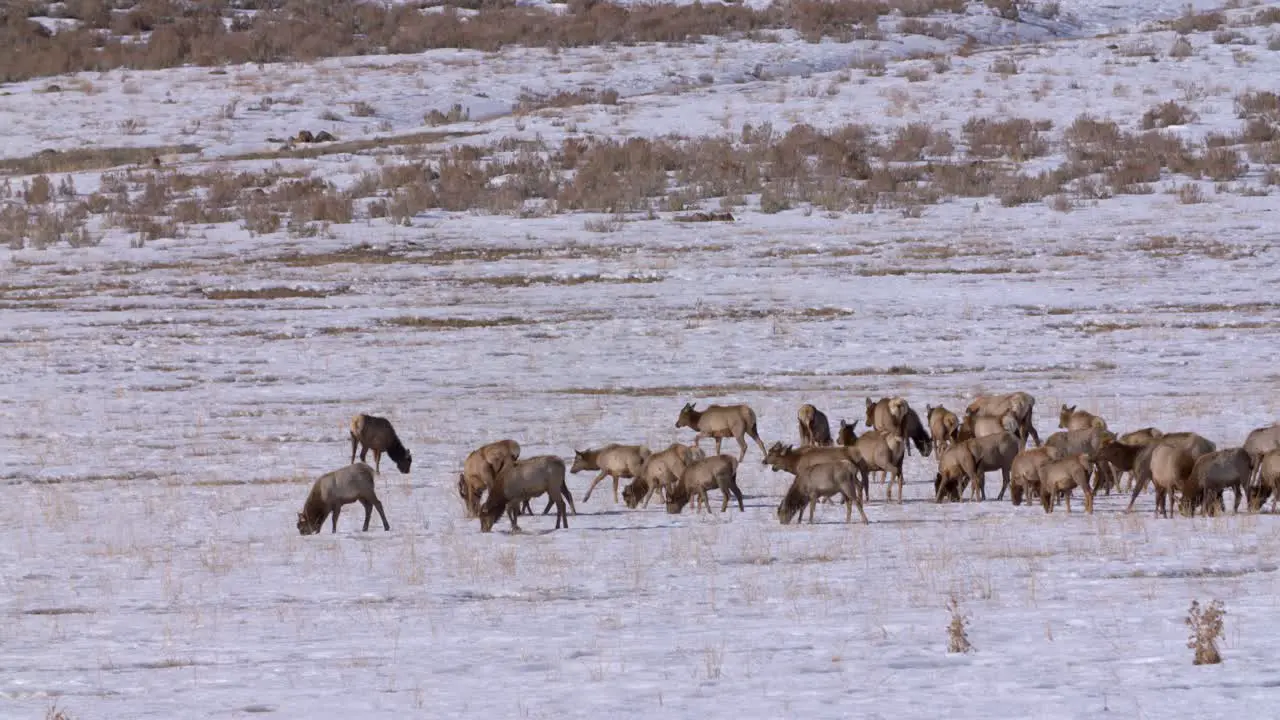 Herd of Idaho elk grazing on a snow covered field in the winter