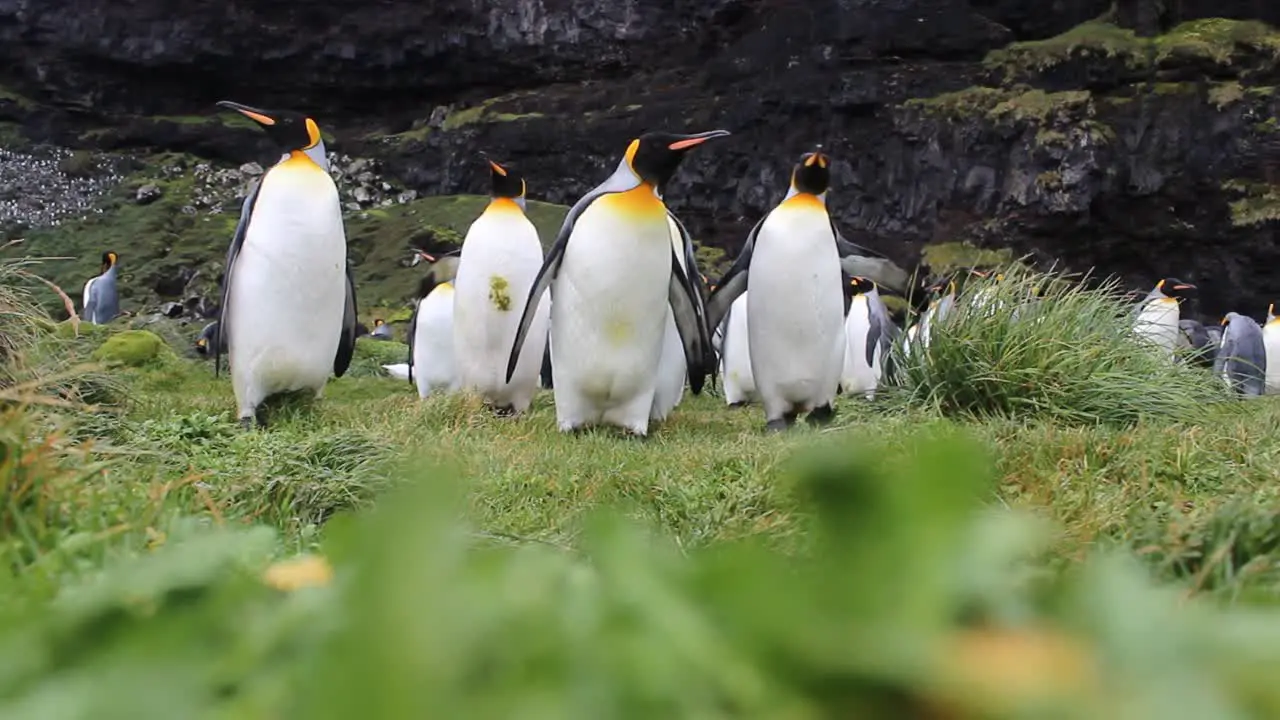 A large group of King penguins walking towards the camera