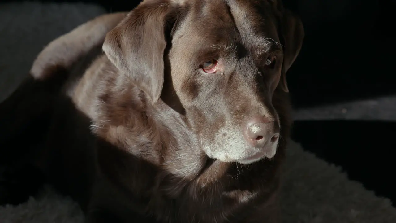 Chocolate Lab Laying Down on Ground Resting