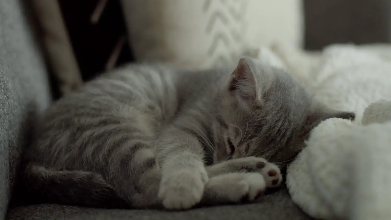 A small light grey domestic short hair kitten sleeping soundly on a living room couch and dreaming during the day