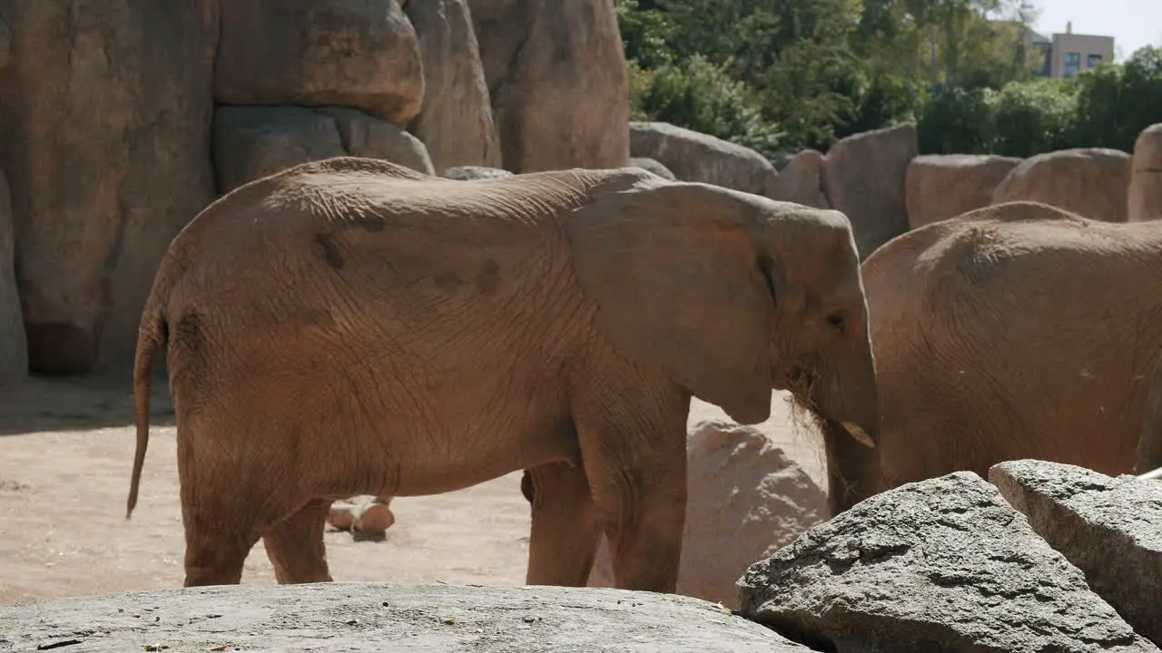 African elephants competing for food