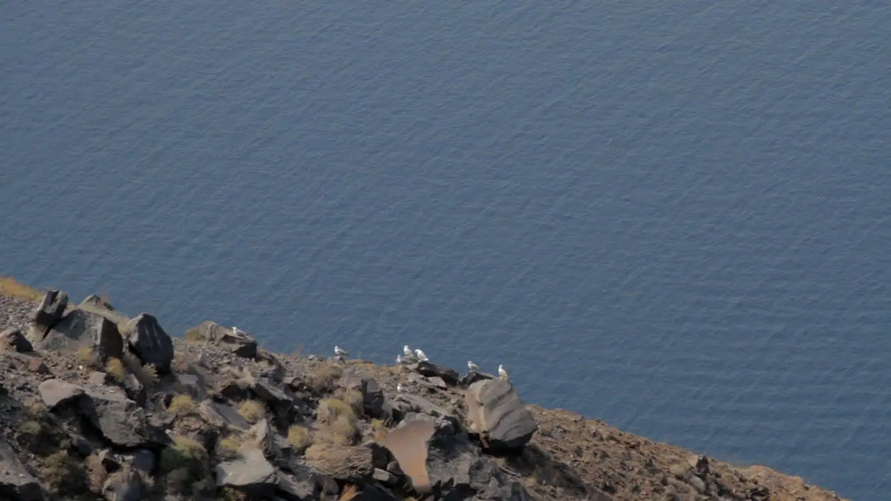 Seagulls flying taking off and landing from a steep cliff overlooking the aegean sea and the Santorini caldera