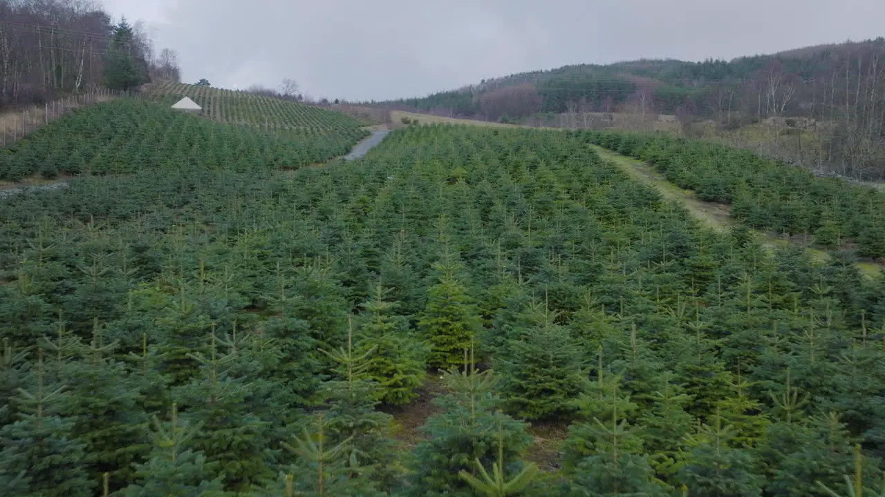 flight over christmas pine trees plantation on a cloudy day