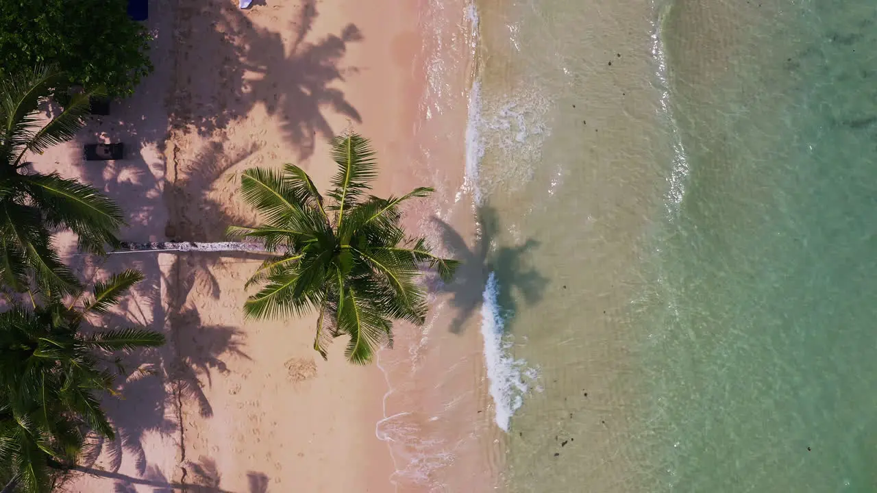 Palm tree above tropical Koh Kood sand beach washed by ocean waves