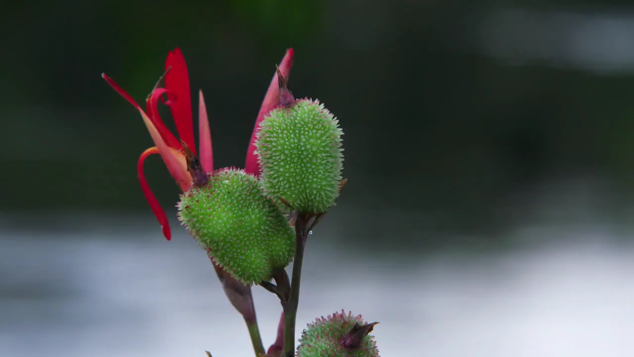 Bird flies past colourful South American flower next to Amazon river on an overcast day