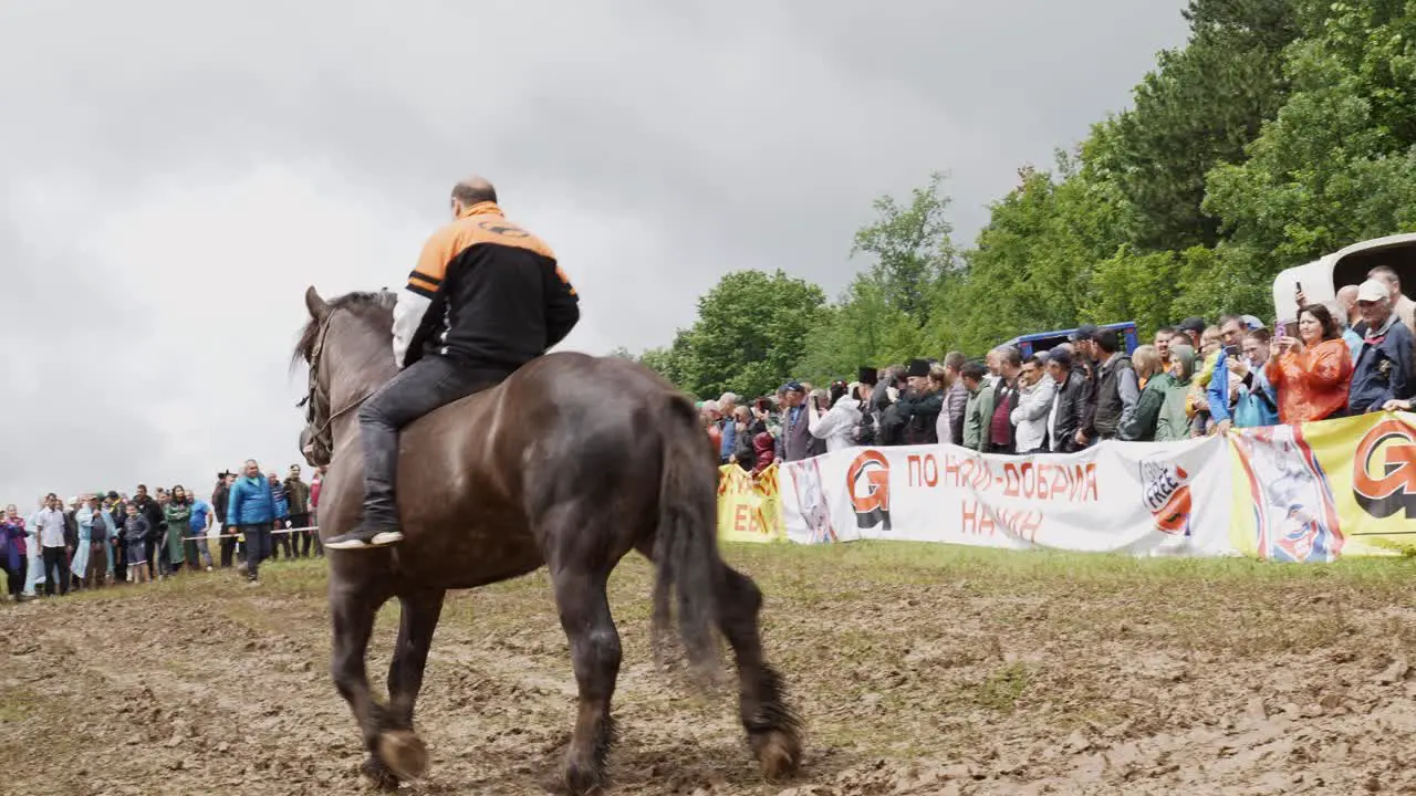 Large powerful work horses displaying control in muddy field of competition at National festival Bulgaria