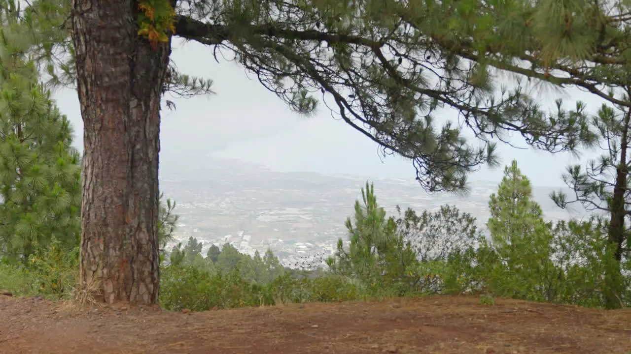 Looking at the city from the mountains under a pine tree static handheld