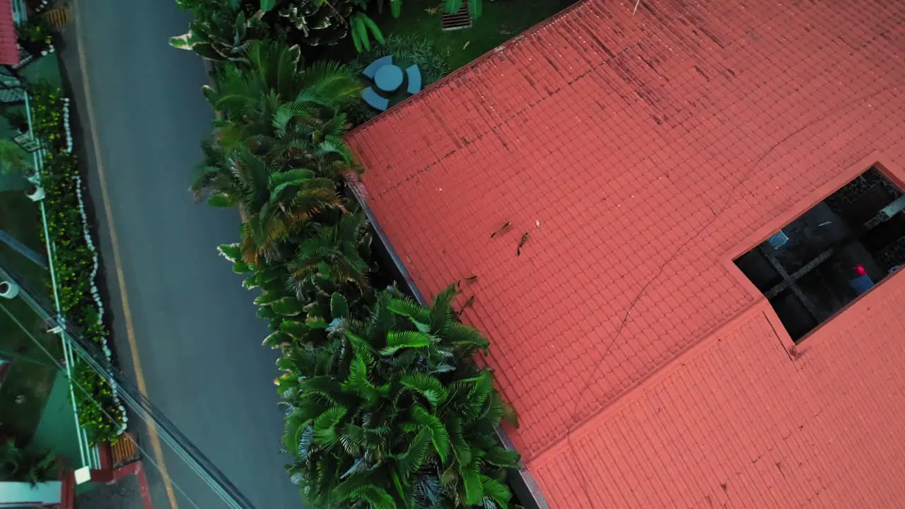 Drone video of a group of monkeys running throught the roofs of the houses in Manuel Antonio Costa Rica