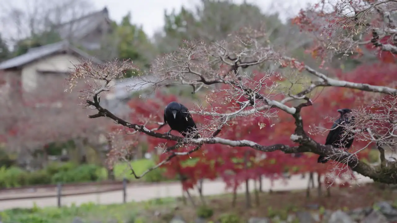 Large-billed crows sitting in Autumn Tree in Japan