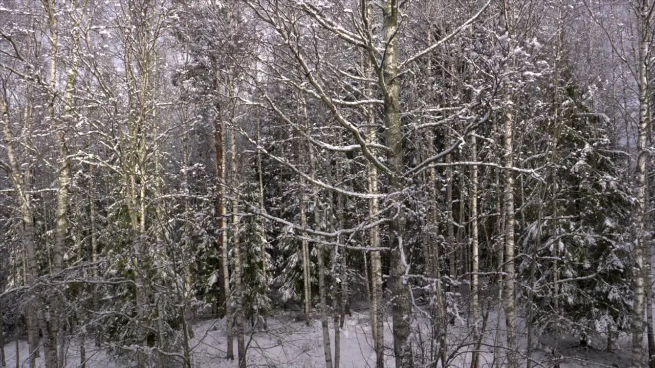 A birch forest with snow slowly falling