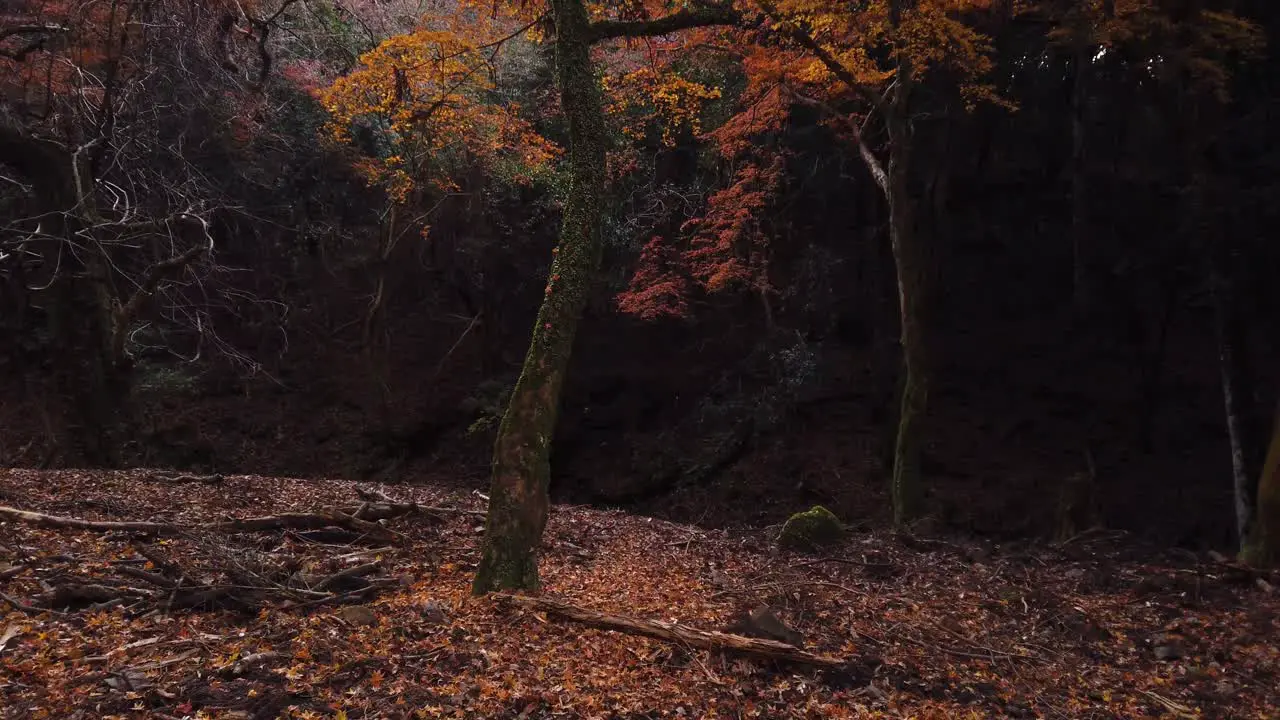 Slow tilt up over Autumn Tree in Woodland Scene