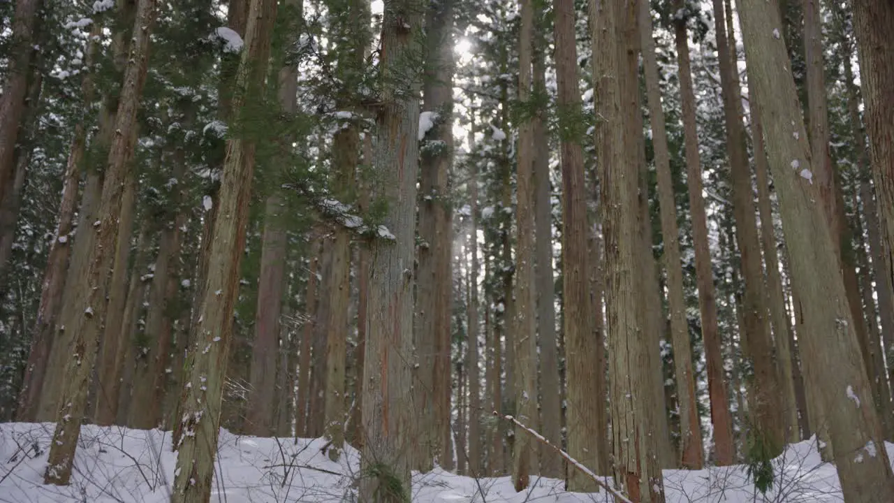 Winter Mountain Forest 4k Pan as the sun rises on peaceful nature